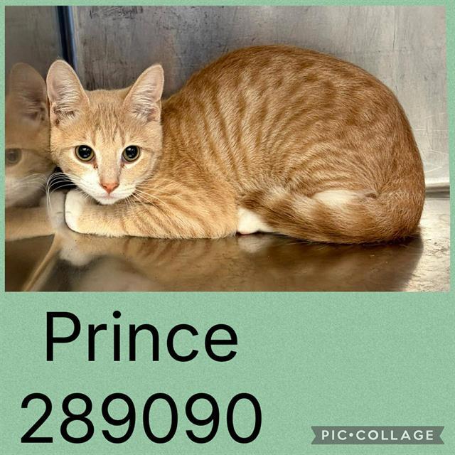 Enlarge PRINCE, a Adoptable Domestic Short Hair in Macon, GA image 1/1