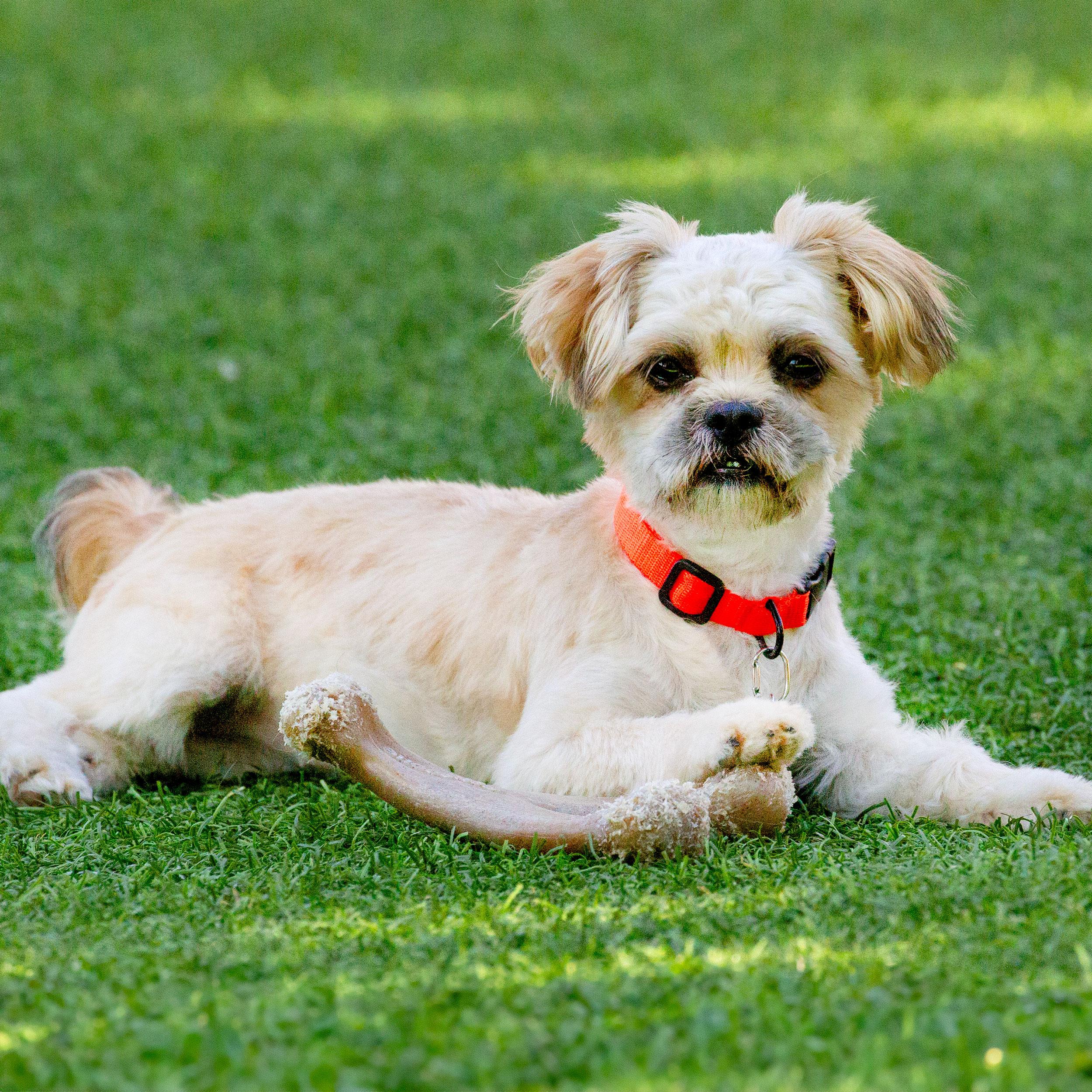 Enlarge Bella, a Adopted mixed breed in Malibu, CA image 1/3