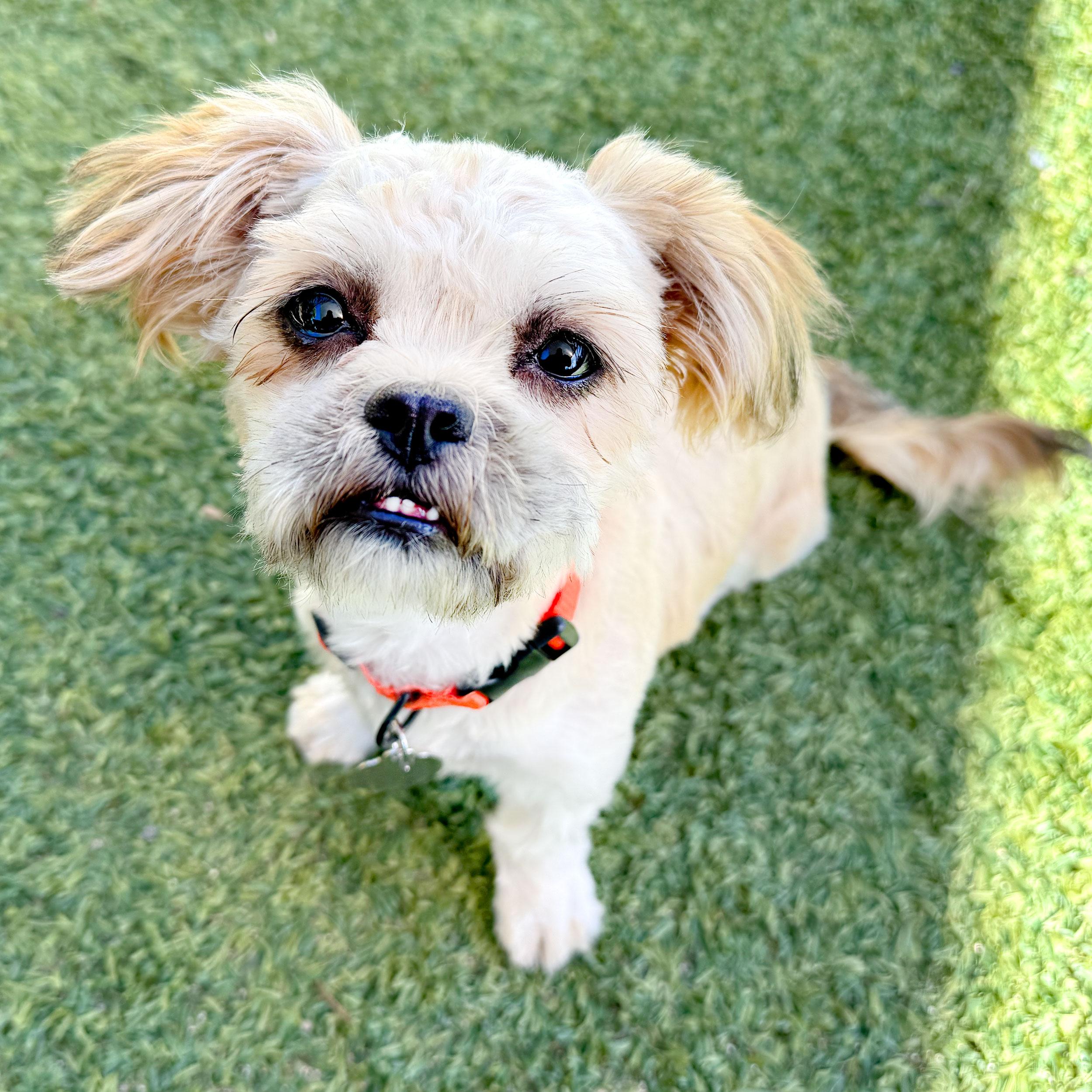 Enlarge Bella, a Adopted mixed breed in Malibu, CA image 2/3