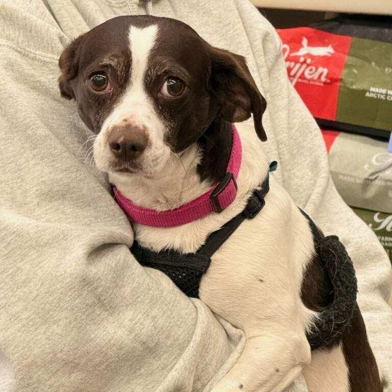 Enlarge Nala - COMING SOON, a Adoptable Chihuahua in Fowlerville, MI image 1/1