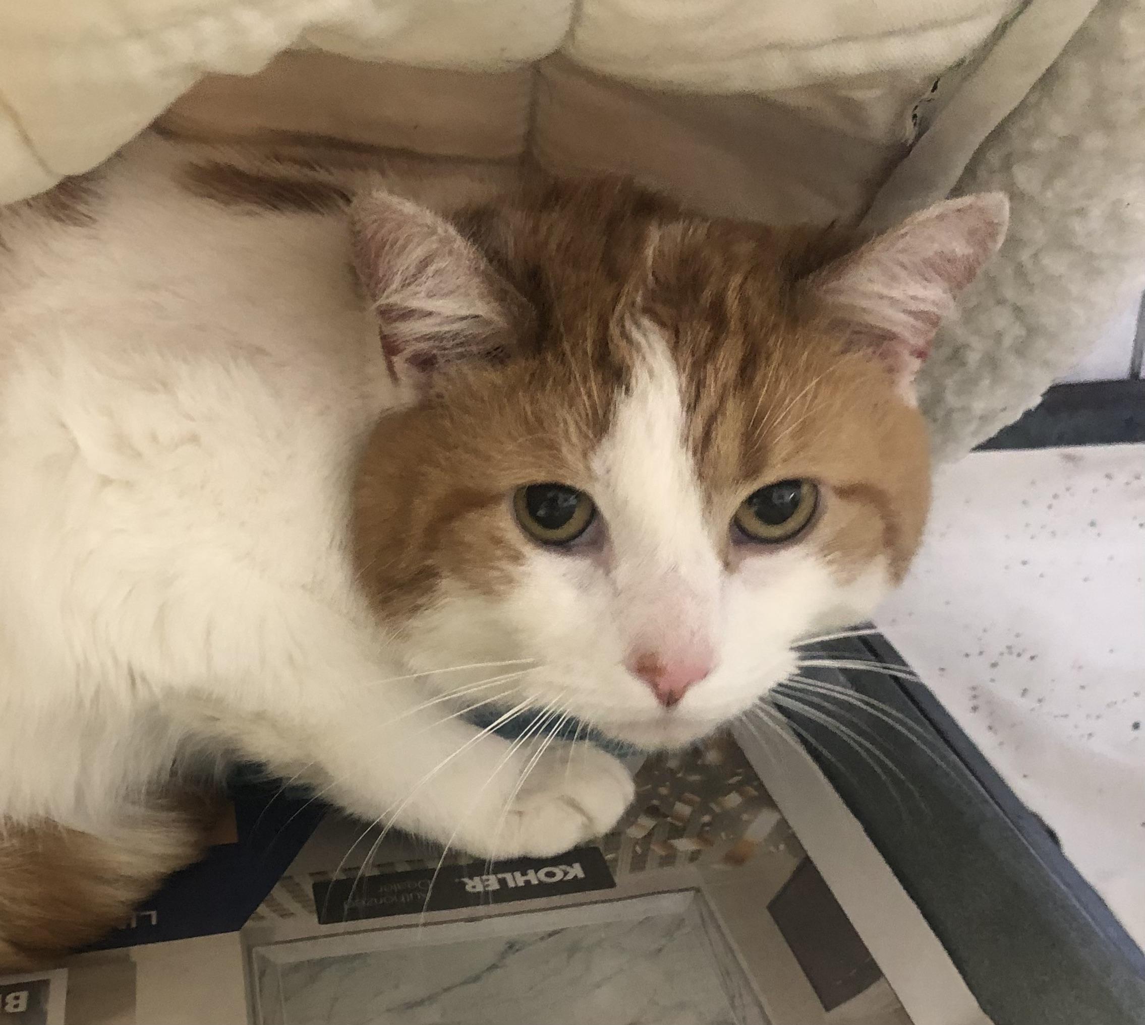 Labron, ADOPTABLE, Adult Male Domestic Short Hair.