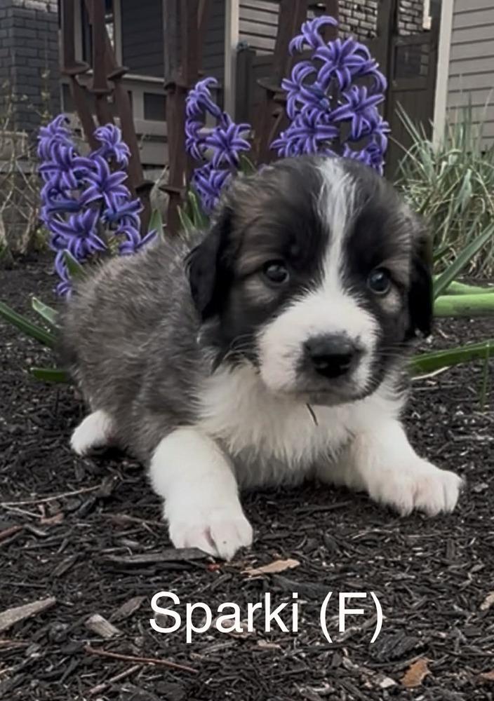 Enlarge Sparky (Truck Litter), a Adoptable Australian Shepherd in New Albany, OH image 1/1
