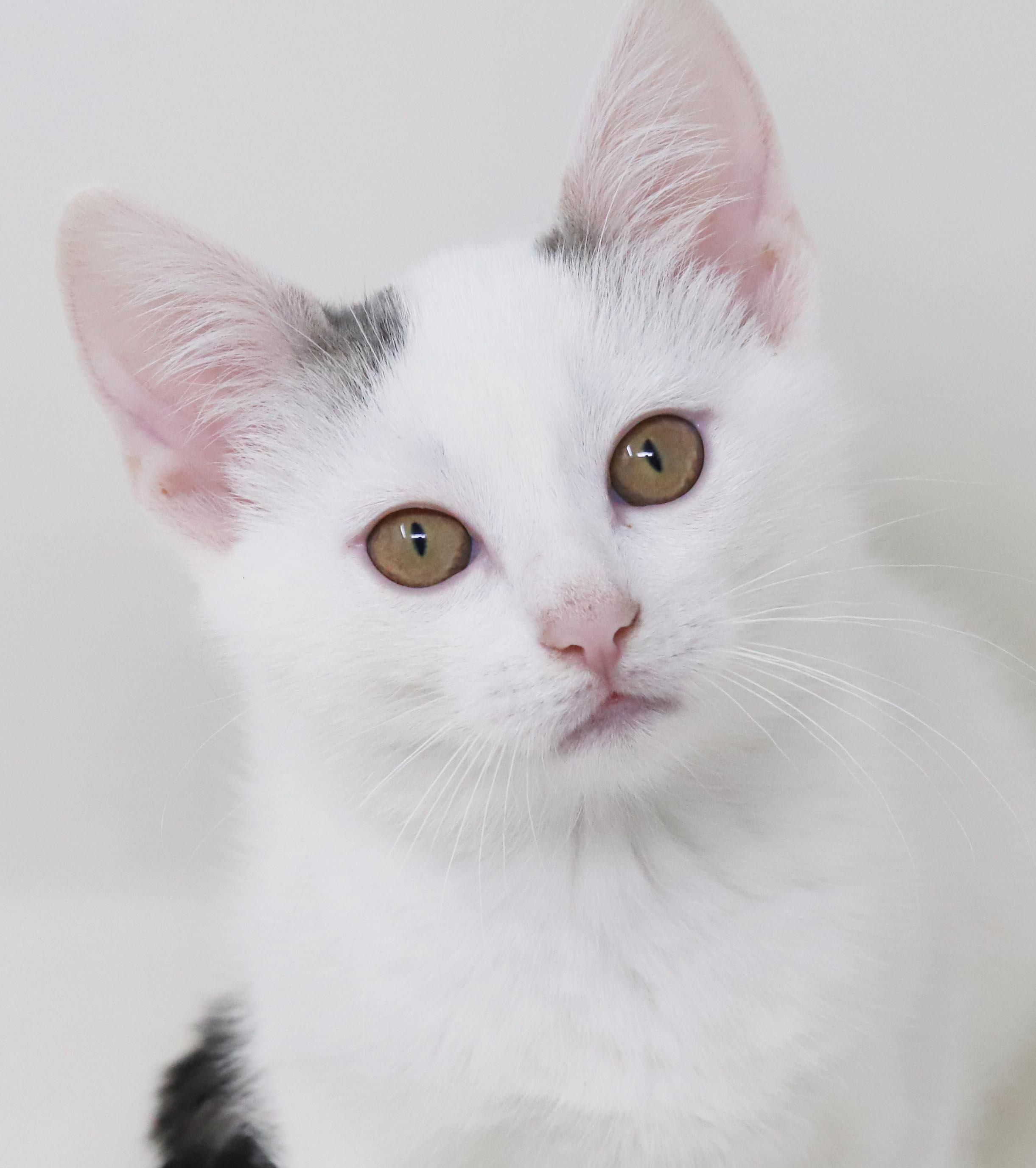 Anne our love - Gorgeous sweet and so funny, Adoptable, Kitten Female Turkish Van.