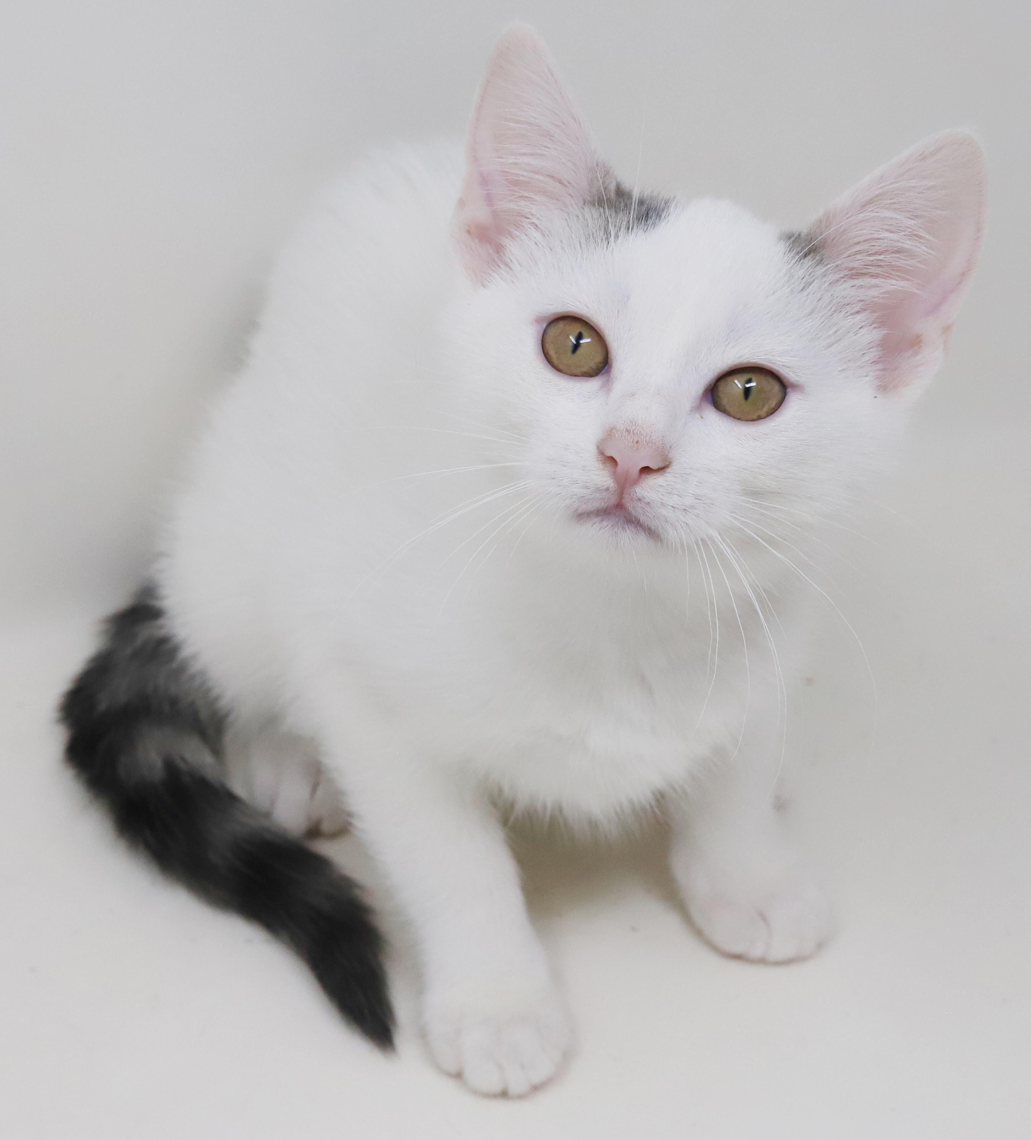 Anne our love - Gorgeous sweet and so funny, a Adoptable mixed breed in Bedford Hills, NY image 6/6