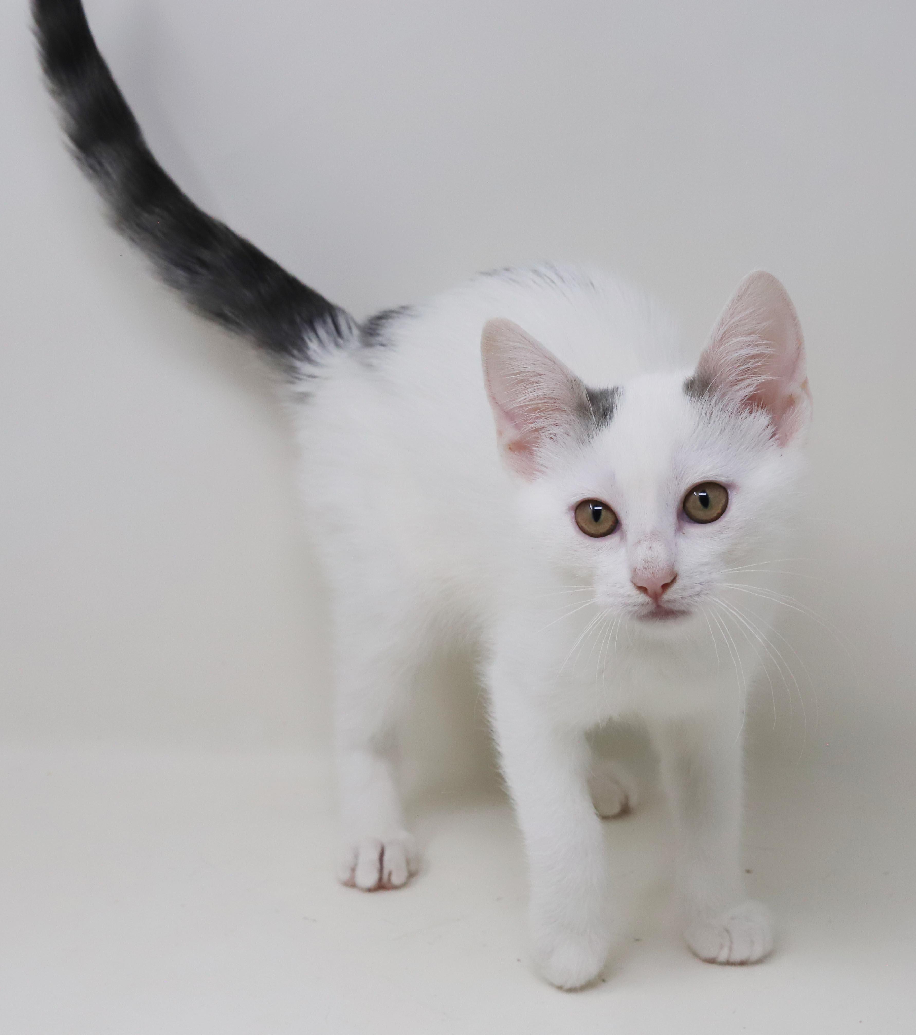 Anne our love - Gorgeous sweet and so funny, a Adoptable mixed breed in Bedford Hills, NY image 2/6