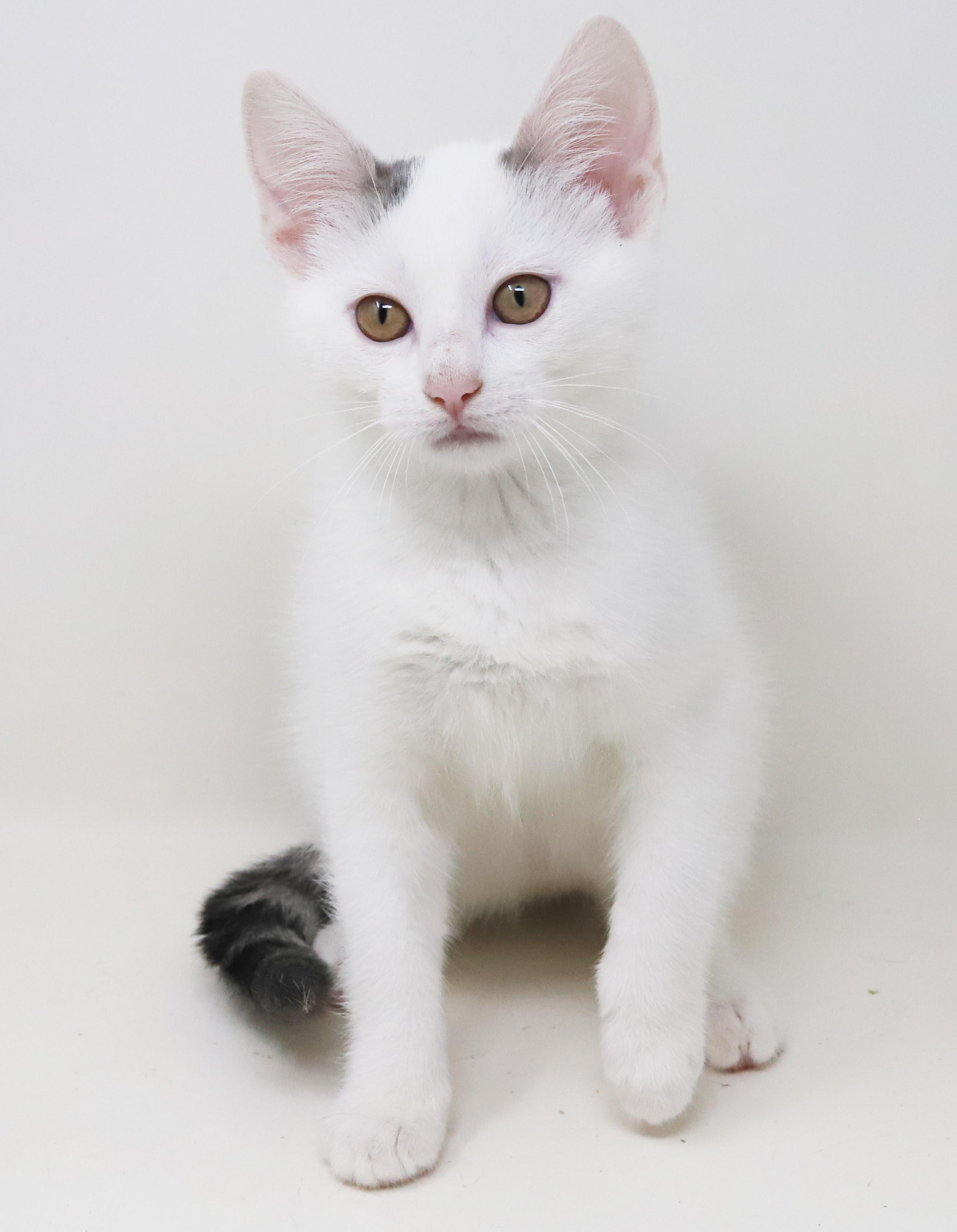 Anne our love - Gorgeous sweet and so funny, a Adoptable mixed breed in Bedford Hills, NY image 5/6