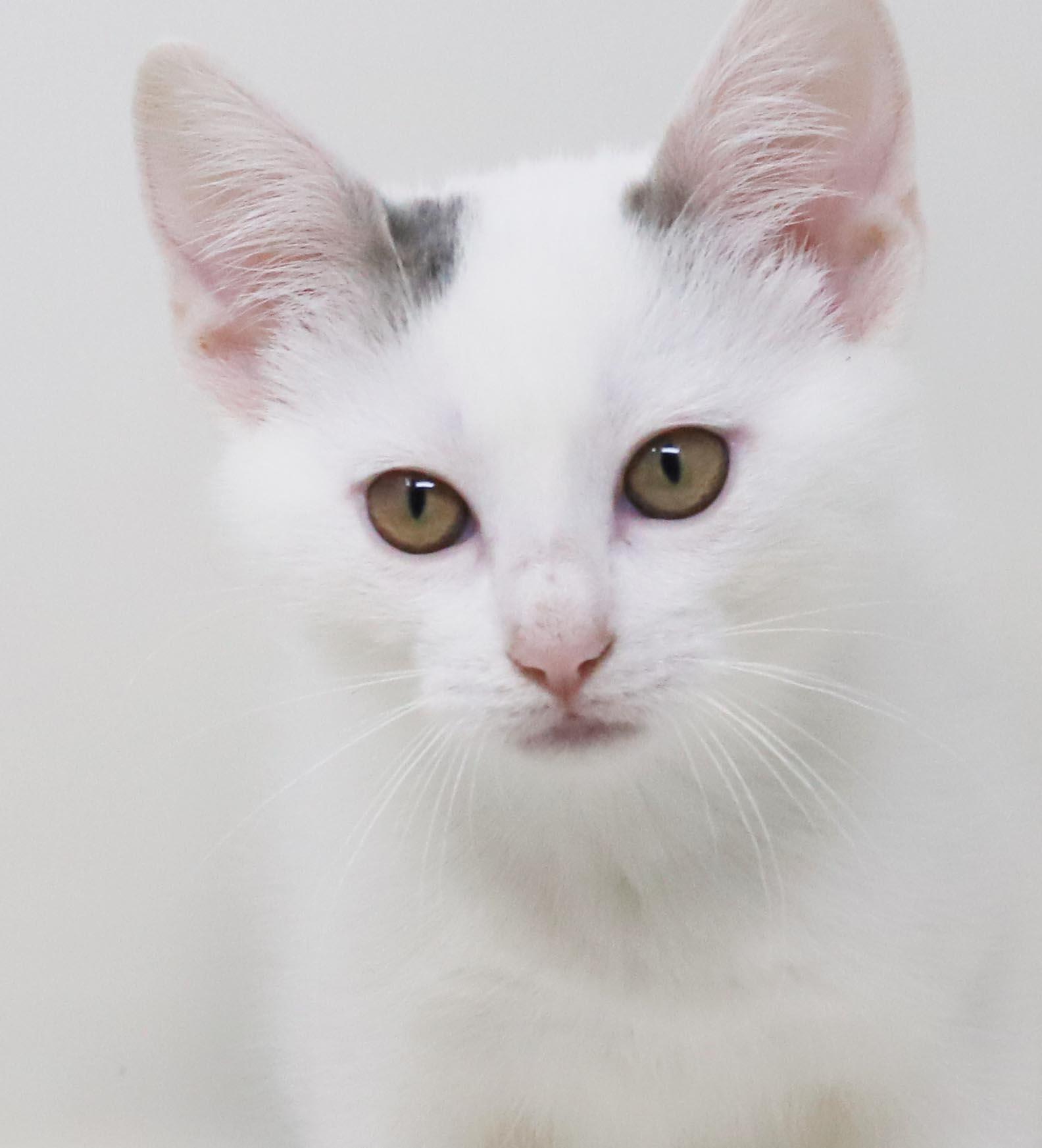 Anne our love - Gorgeous sweet and so funny, a Adoptable mixed breed in Bedford Hills, NY image 3/6