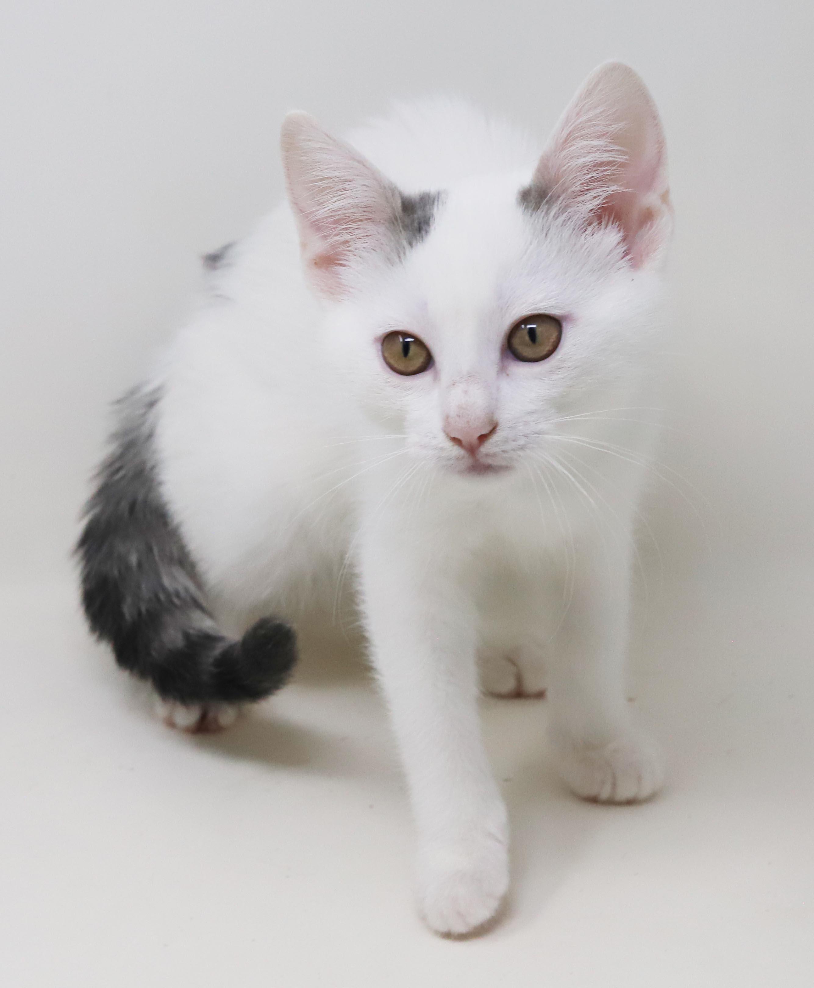 Anne our love - Gorgeous sweet and so funny, a Adoptable mixed breed in Bedford Hills, NY image 4/6