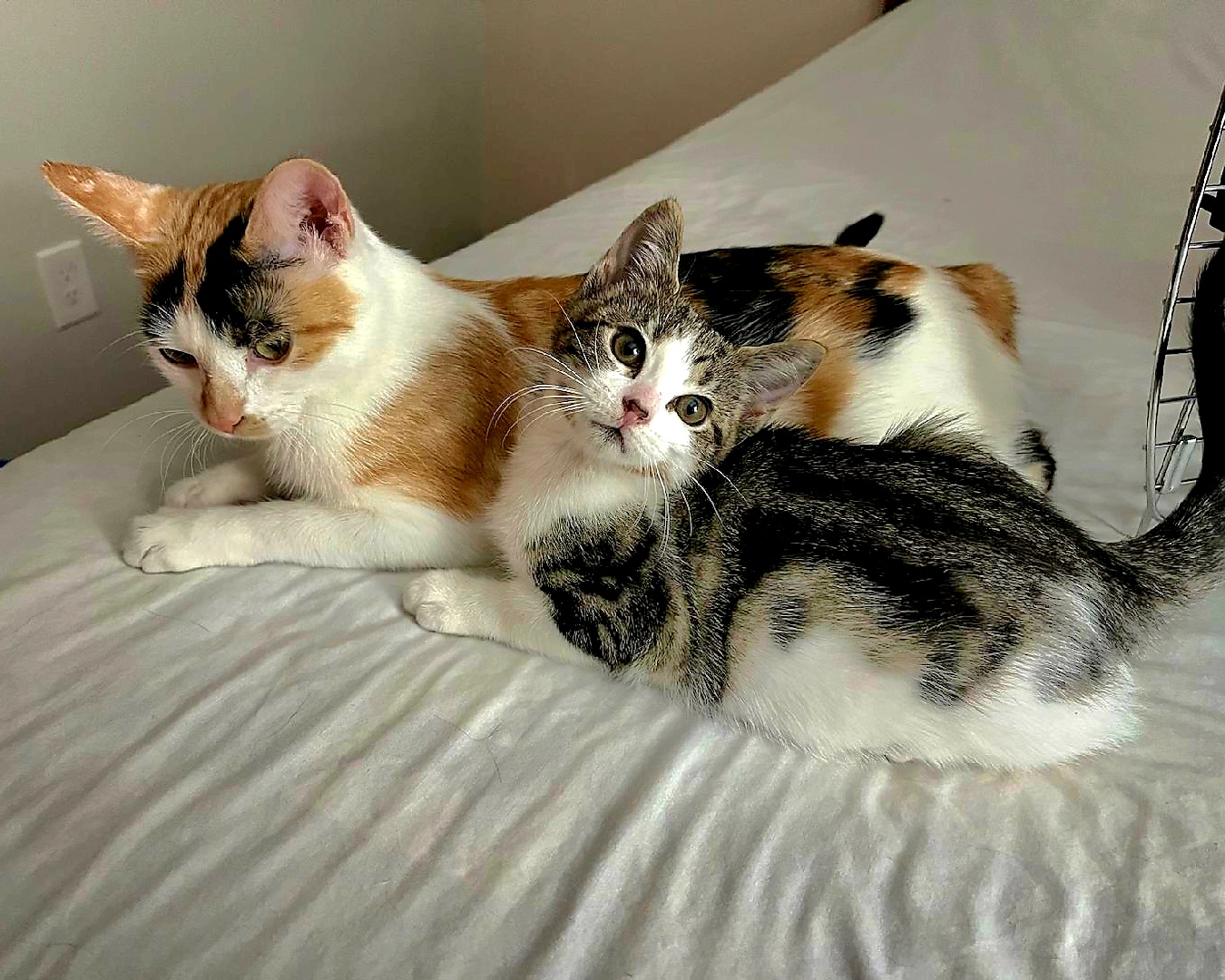 Bella - Gorgeous calico