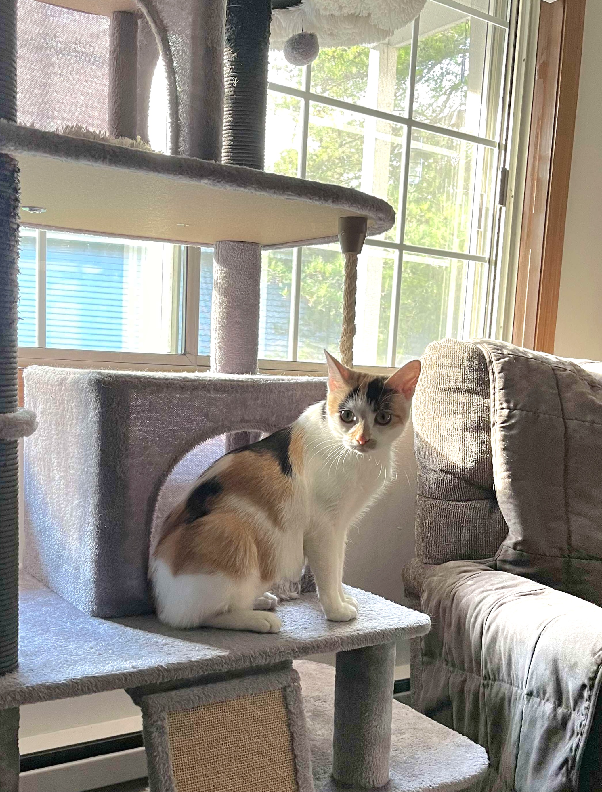 Bella - Gorgeous calico