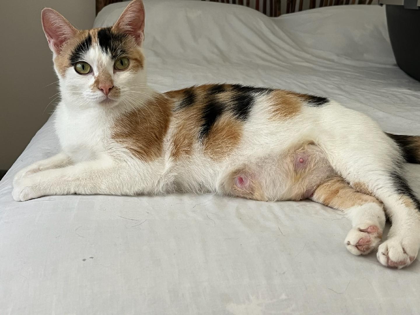 Bella - Gorgeous calico