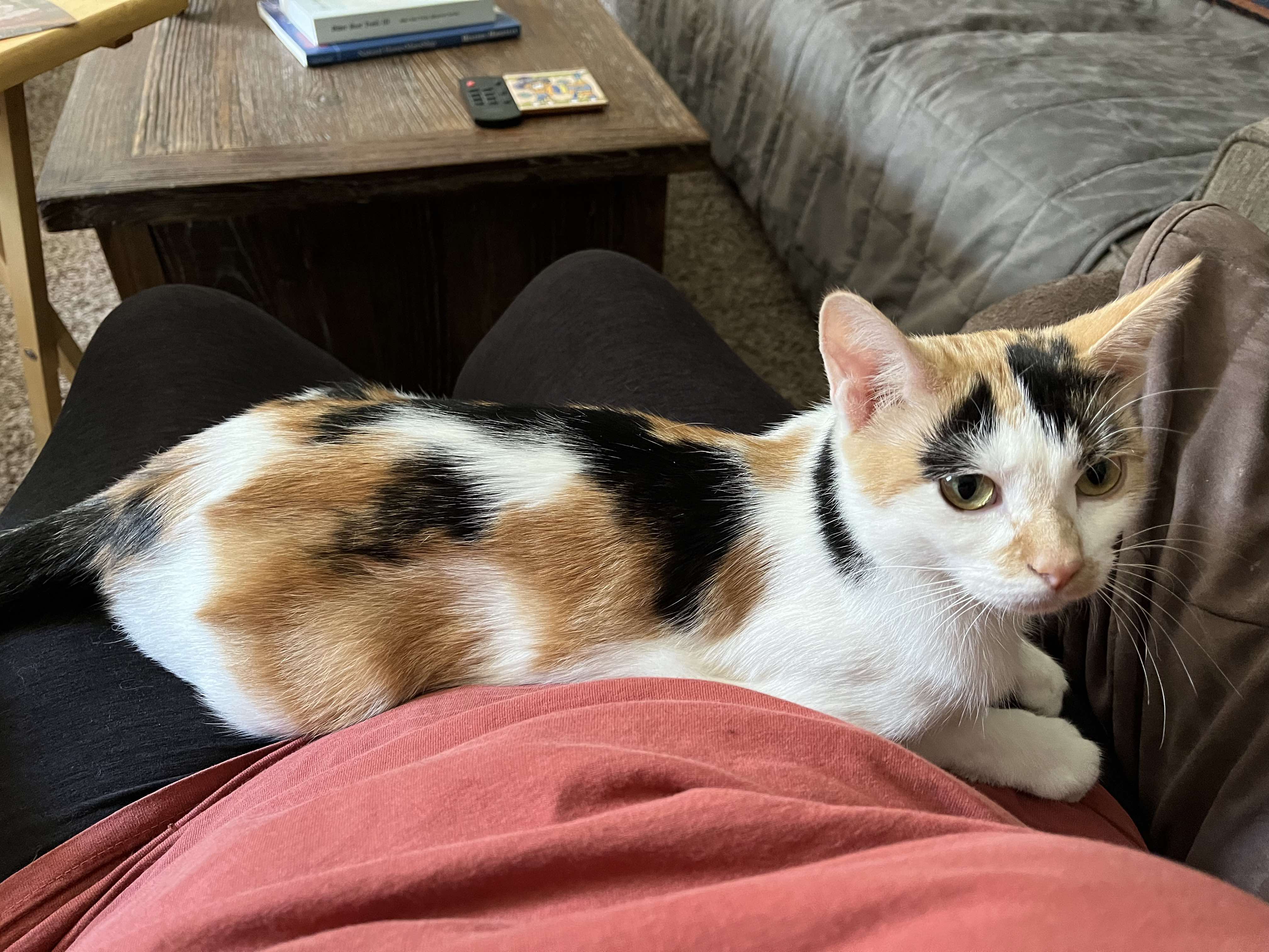 Bella - Gorgeous calico