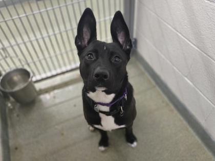 Gracie, Adoptable, Adult Female Shepherd & Mixed Breed.