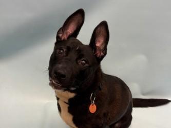 Enlarge Gracie, a Adoptable mixed breed in Coon Rapids, MN image 2/2
