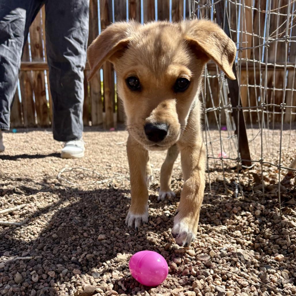 Jasper, Adoptable, Puppy Male Shepherd.