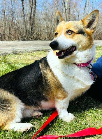 Enlarge Tasha, an adopted Corgi in Bedford Hills, NY image 2/4