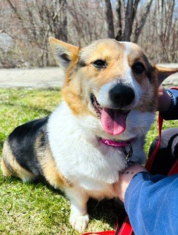 Tasha, adopted, Adult Female Corgi.
