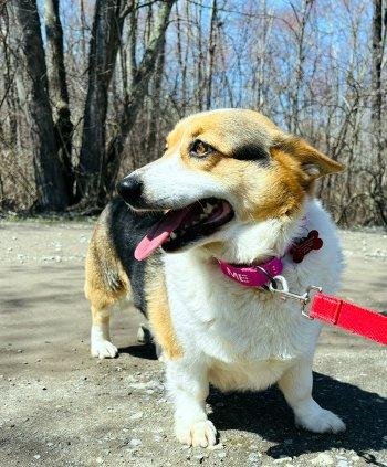 Enlarge Tasha, an adopted Corgi in Bedford Hills, NY image 4/4