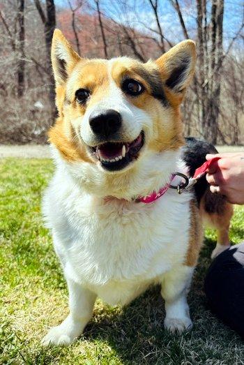 Enlarge Tasha, an adopted Corgi in Bedford Hills, NY image 3/4