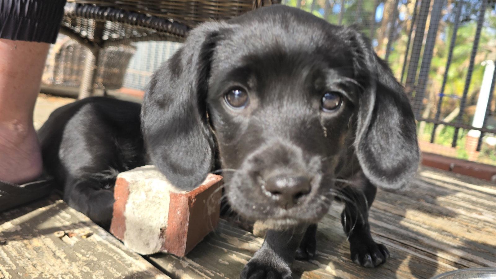 Eleven's Pup Cheese, Adopted, Puppy Female Black Labrador Retriever & Beagle.