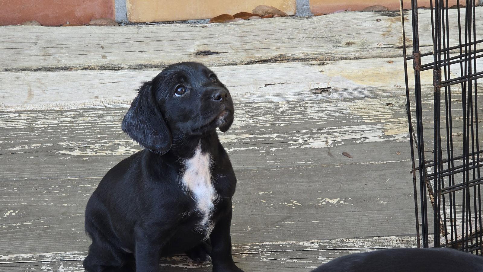 Enlarge Eleven's Pup Cheese, a Adopted mixed breed in Tampa, FL image 2/2