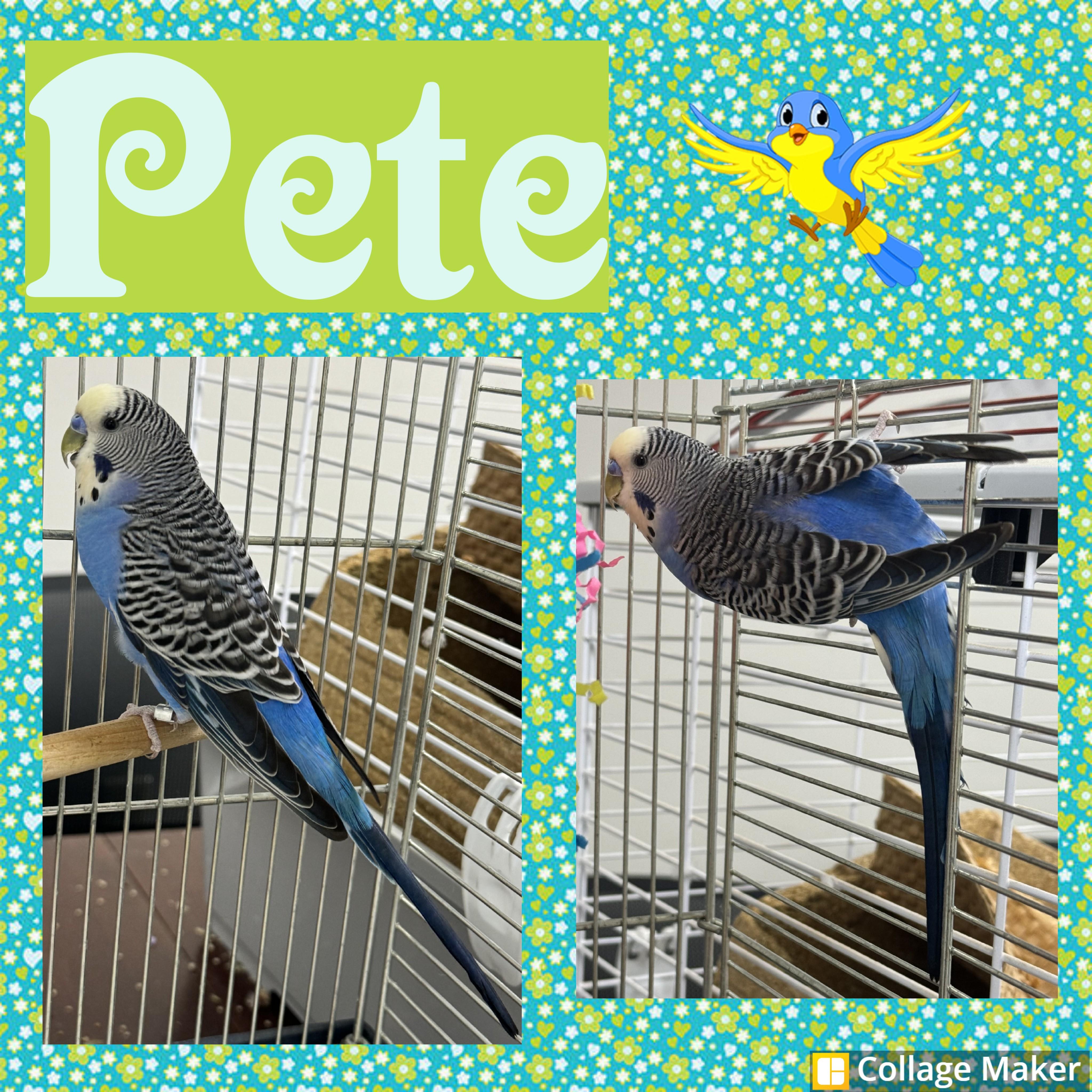 Pete