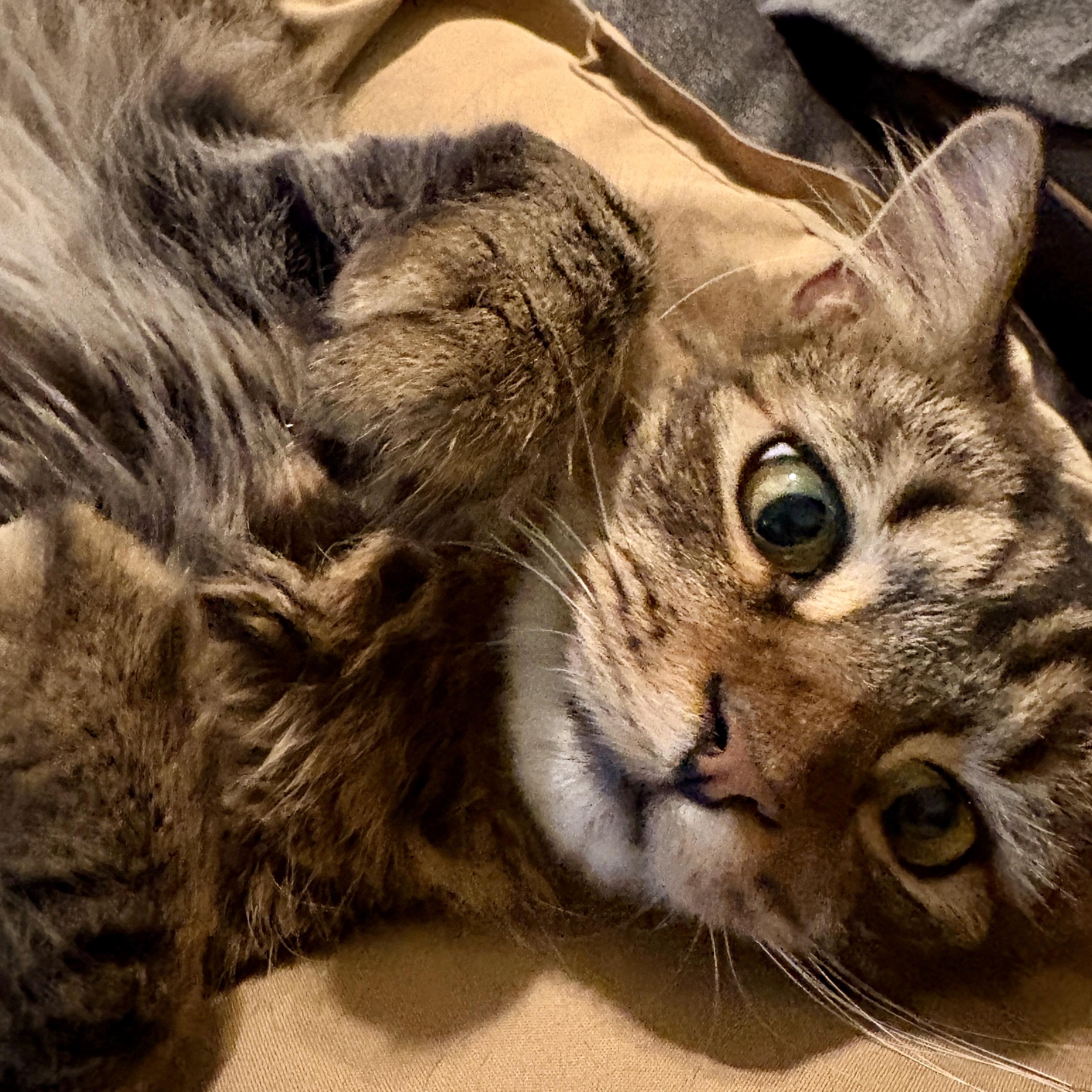 Patrick, a Adoptable Domestic Medium Hair in Centerville, GA image 1/2