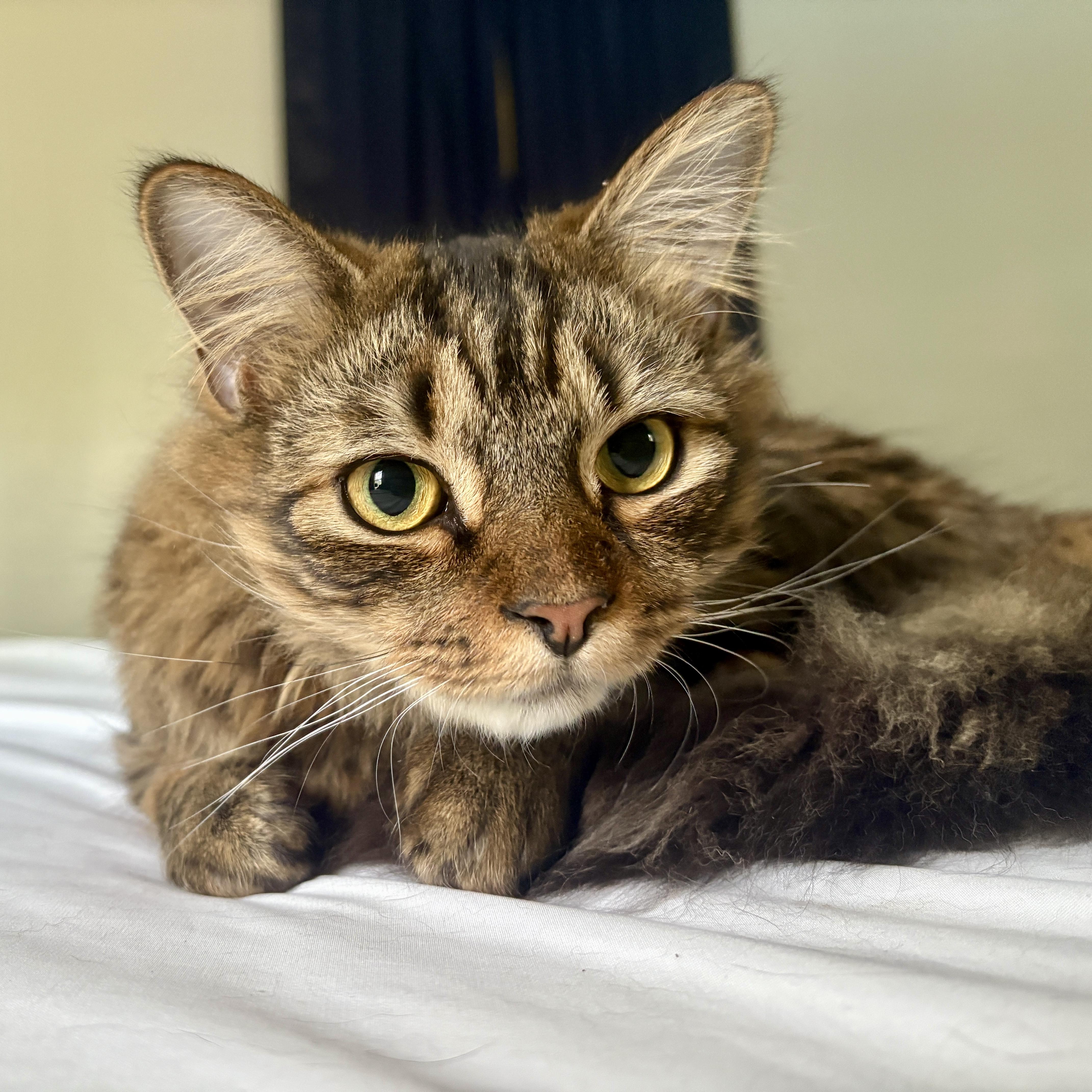 Patrick, a Adoptable Domestic Medium Hair in Centerville, GA image 2/2