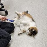 Enlarge Trixie , an adopted Domestic Long Hair in Hilliard, OH image 2/2