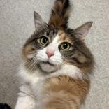 Trixie , adopted, Adult Female Domestic Long Hair.