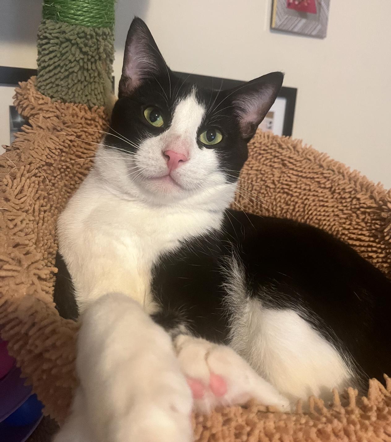 Enlarge Chester, a Adoptable Domestic Short Hair in Nutley, NJ image 1/3