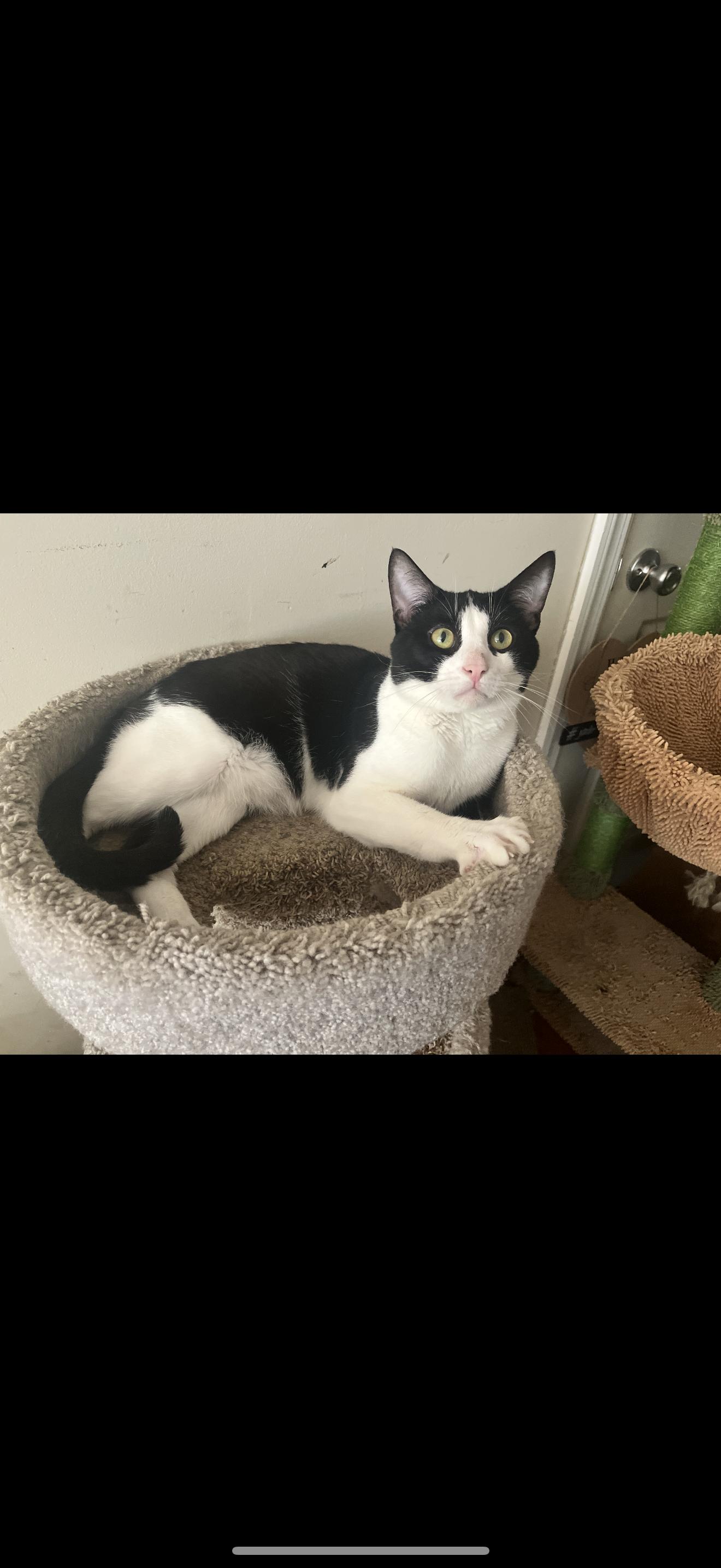 Enlarge Chester, a Adoptable Domestic Short Hair in Nutley, NJ image 2/3