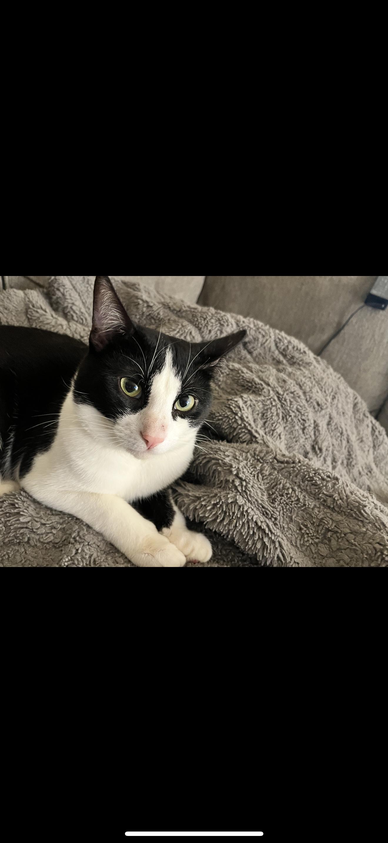 Enlarge Chester, a Adoptable Domestic Short Hair in Nutley, NJ image 3/3