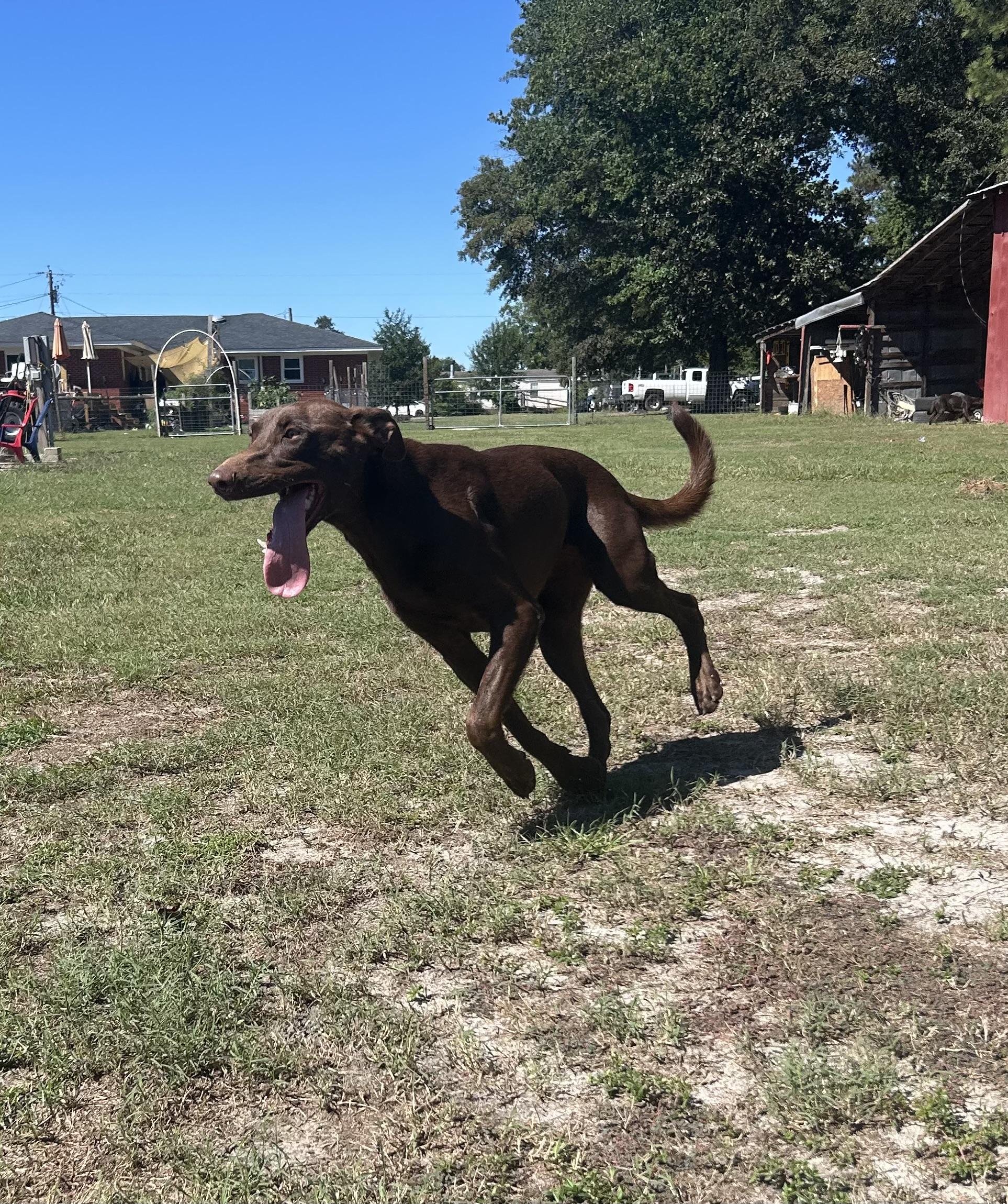 Enlarge Polly, a Adoptable mixed breed in Wilmington, NC image 3/6