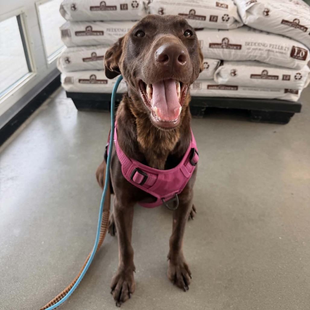 Enlarge Polly, a Adoptable mixed breed in Wilmington, NC image 5/6