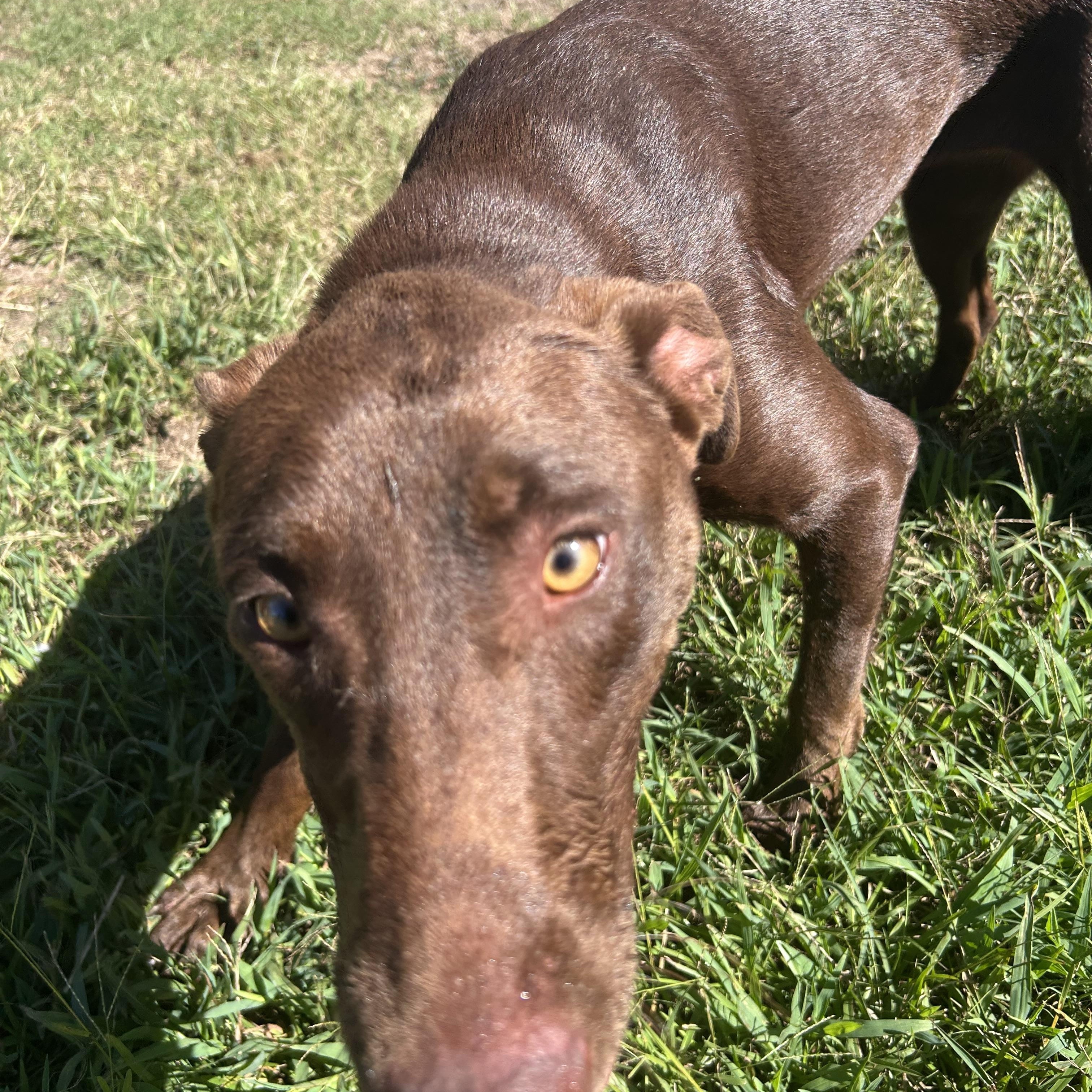 Enlarge Polly, a Adoptable mixed breed in Wilmington, NC image 2/6