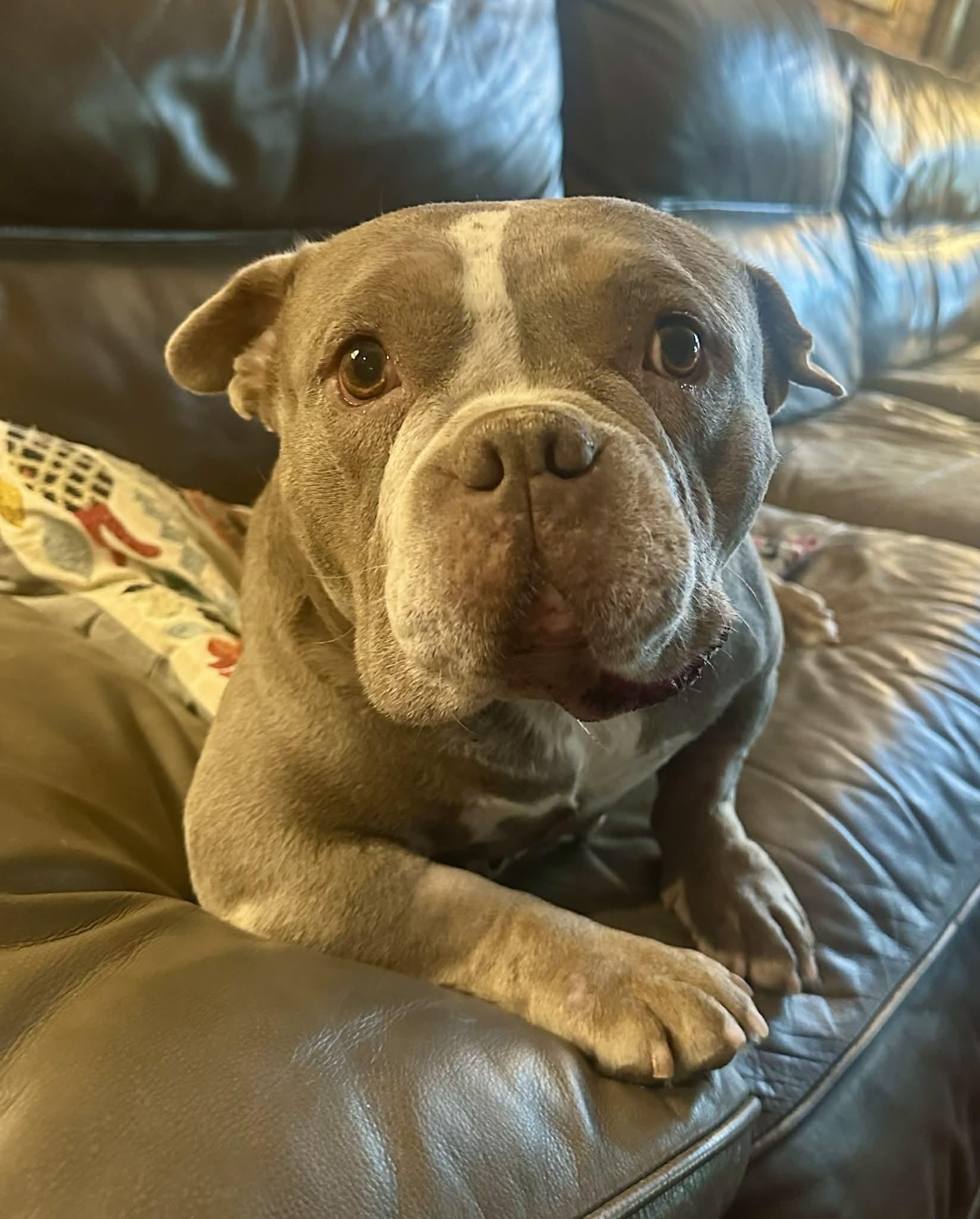 Mistletoe, ADOPTABLE, Adult Female Pit Bull Terrier.