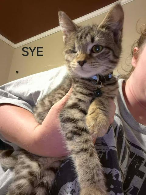 Sye photo