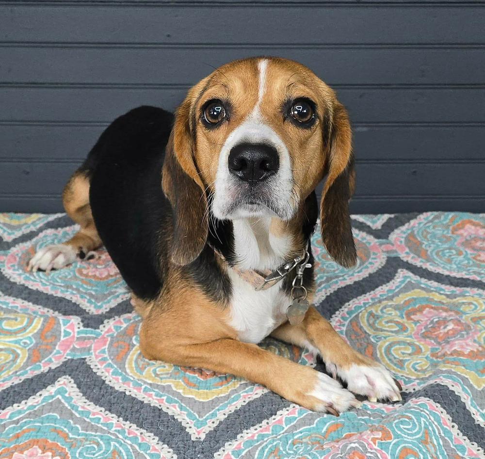 Cherry, Adoptable, Young Female Beagle.