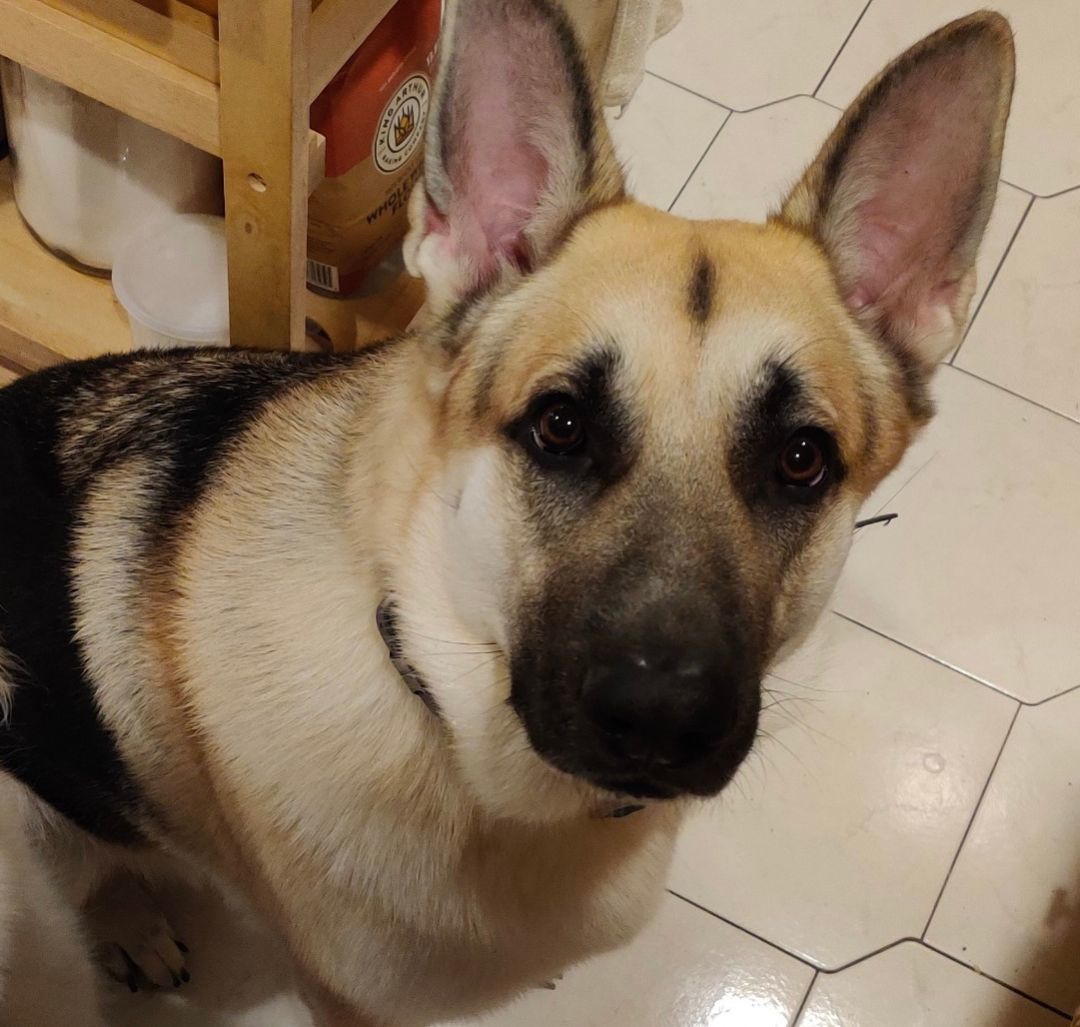 Mowu, an adoptable German Shepherd Dog in Danbury, CT_image-1