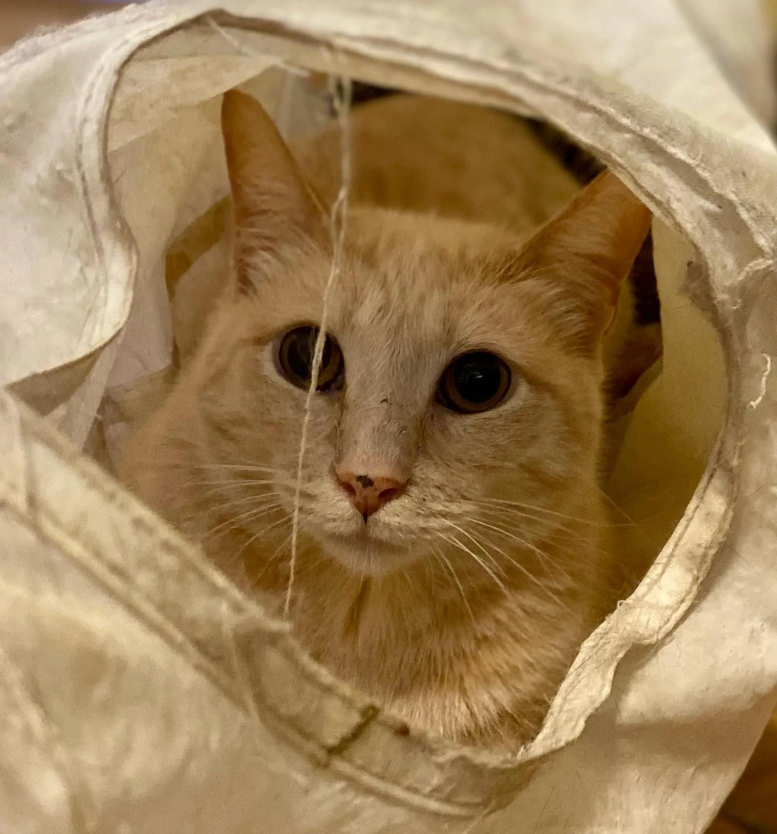 Enlarge Spice, a Adoptable Domestic Short Hair in Abbotsford, BC image 1/3