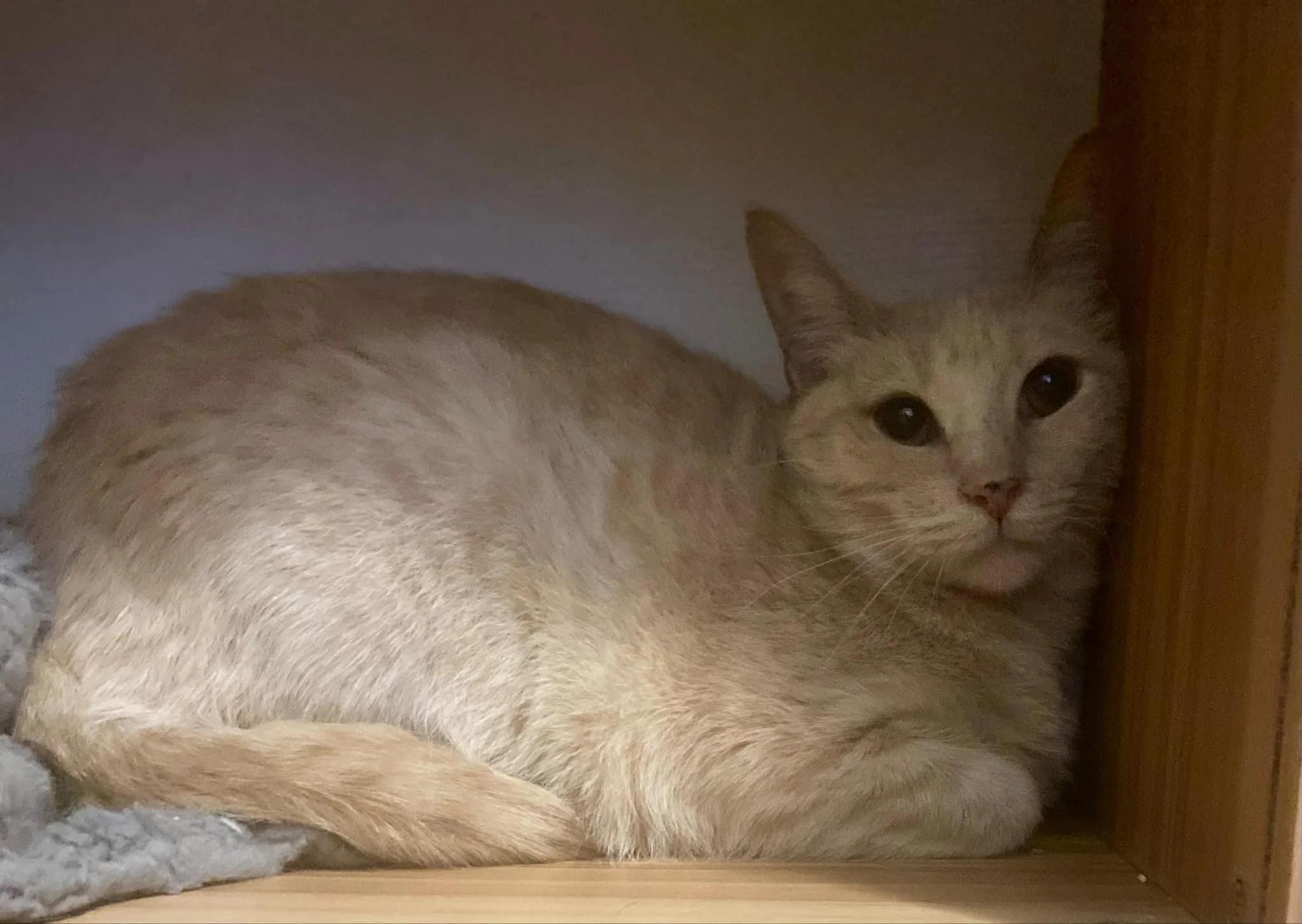 Enlarge Spice, a Adoptable Domestic Short Hair in Abbotsford, BC image 2/3