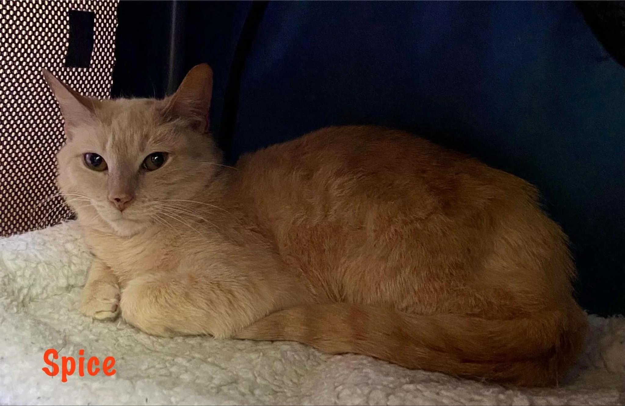 Enlarge Spice, a Adoptable Domestic Short Hair in Abbotsford, BC image 3/3