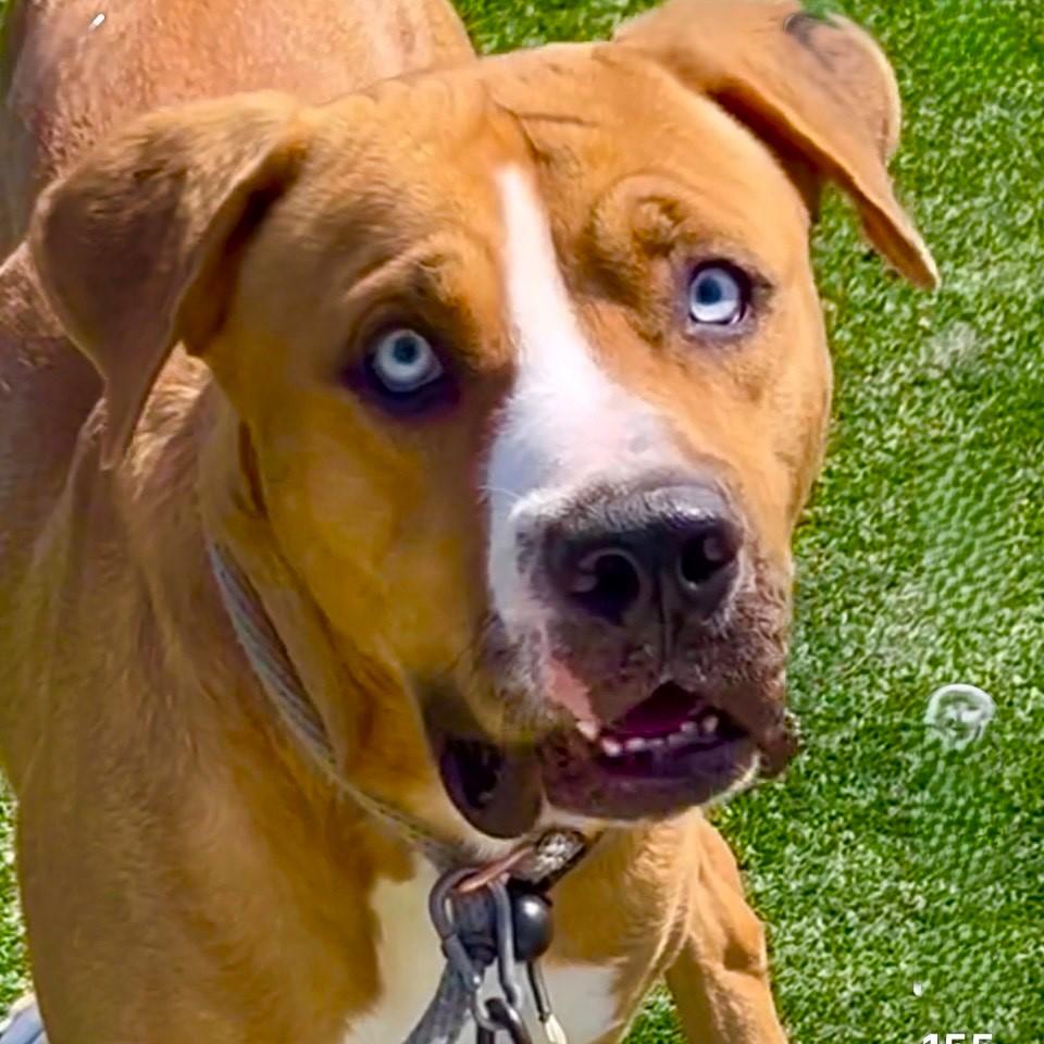 Fetti-Kind and Loving, Adult Male Labrador Retriever