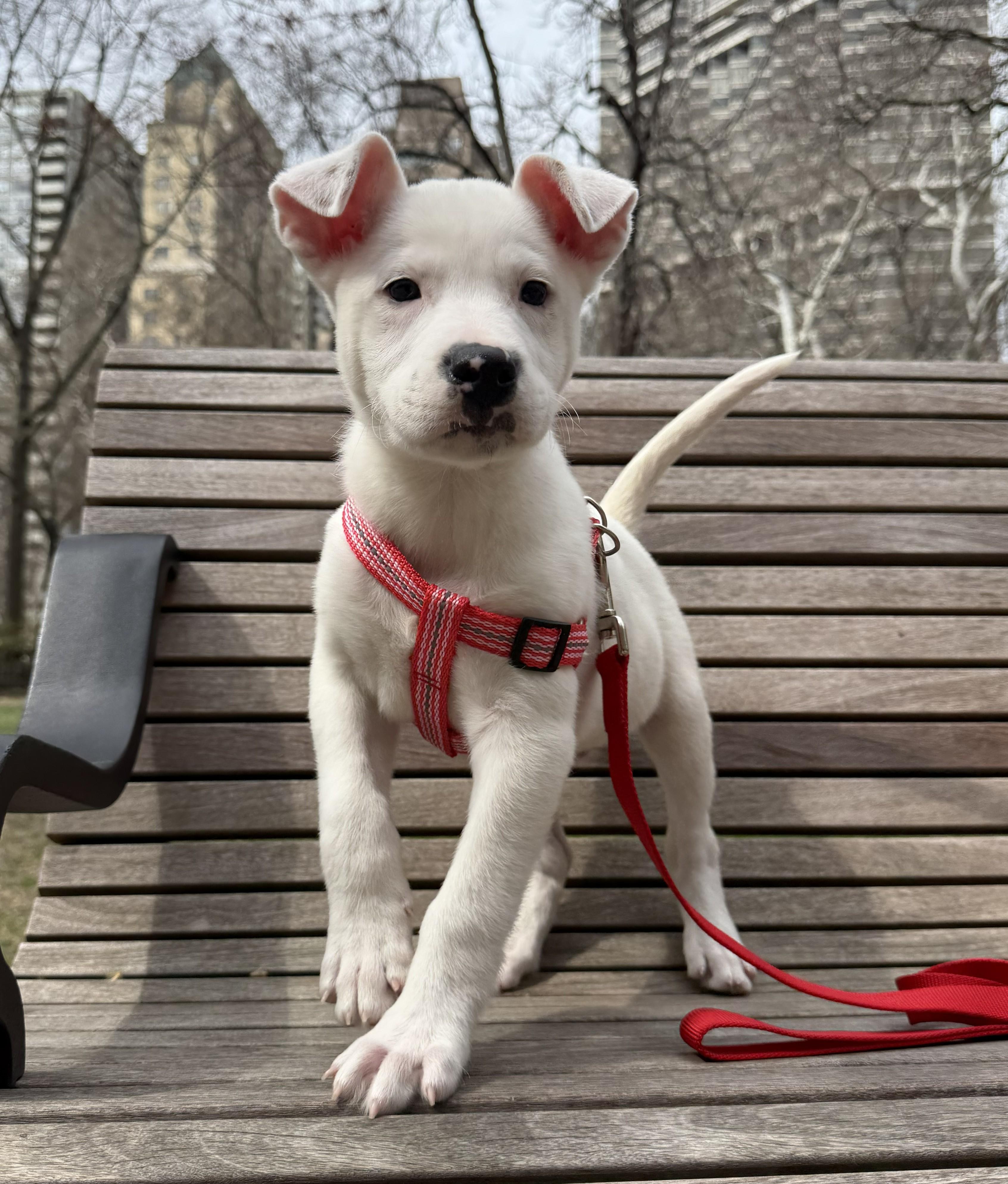Enlarge Ziggy, a ADOPTABLE mixed breed in Southampton, PA image 1/1