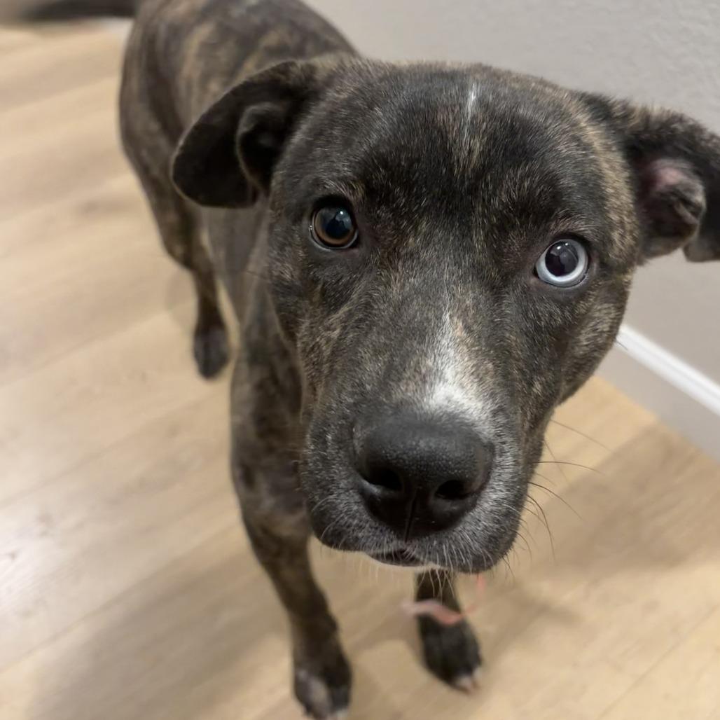 Enlarge 467 (2026) Sierra, a Adoptable mixed breed in Parker, CO image 1/6