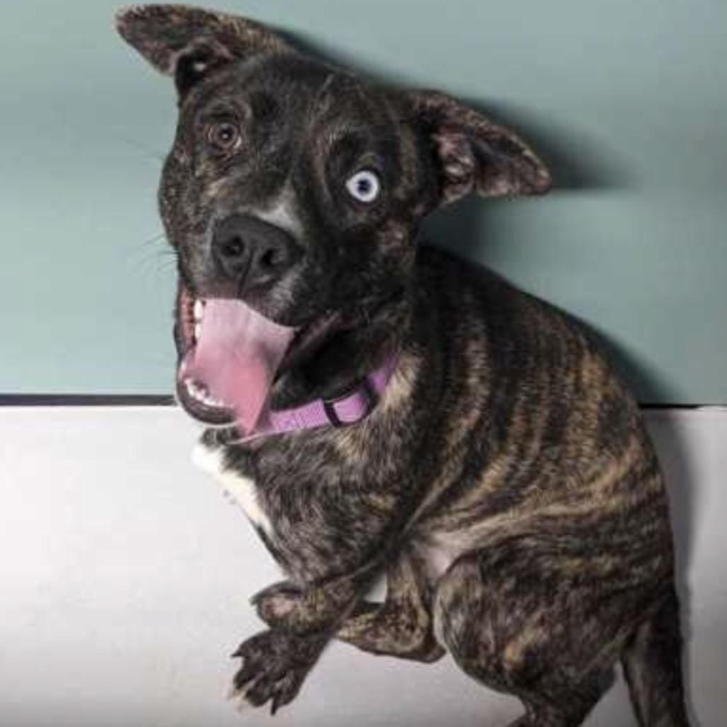 Enlarge 467 (2026) Sierra, a Adoptable mixed breed in Parker, CO image 5/6