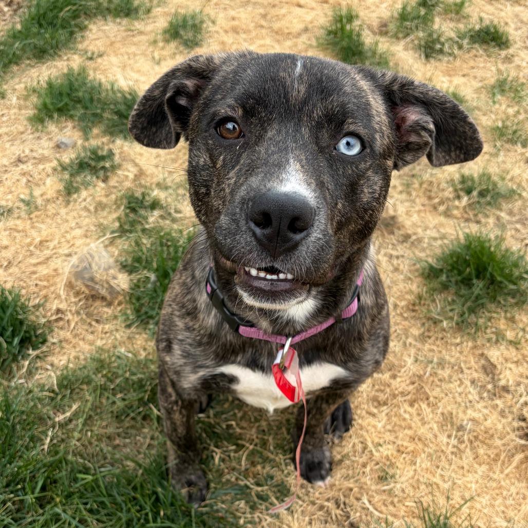 Enlarge 467 (2026) Sierra, a Adoptable mixed breed in Parker, CO image 2/6