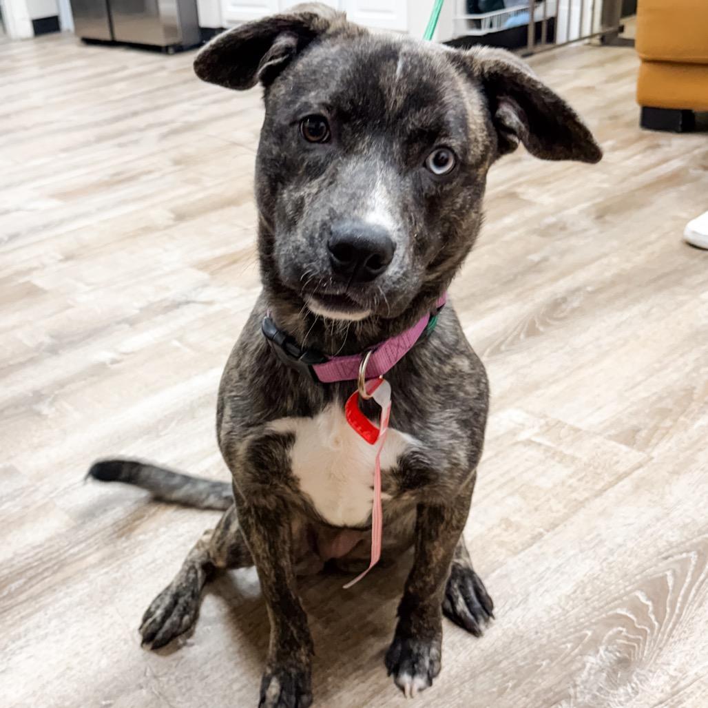 Enlarge 467 (2026) Sierra, a Adoptable mixed breed in Parker, CO image 3/6