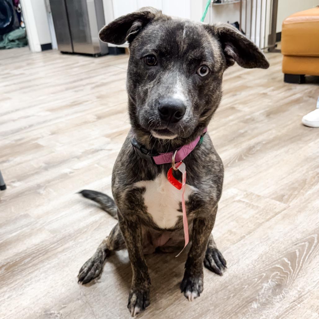 Enlarge 467 (2026) Sierra, a Adoptable mixed breed in Parker, CO image 6/6